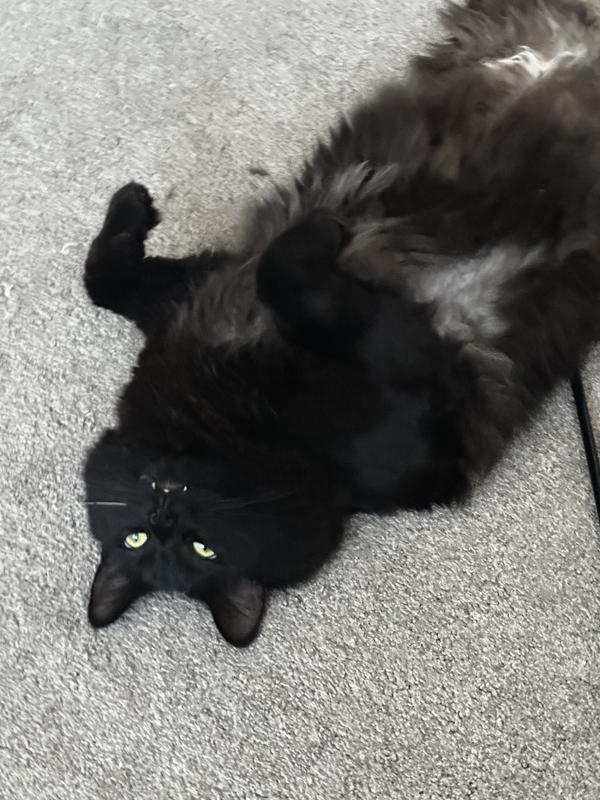 day 1 of him on his new meds. he likes to stare at the ceiling while he’s geeked
