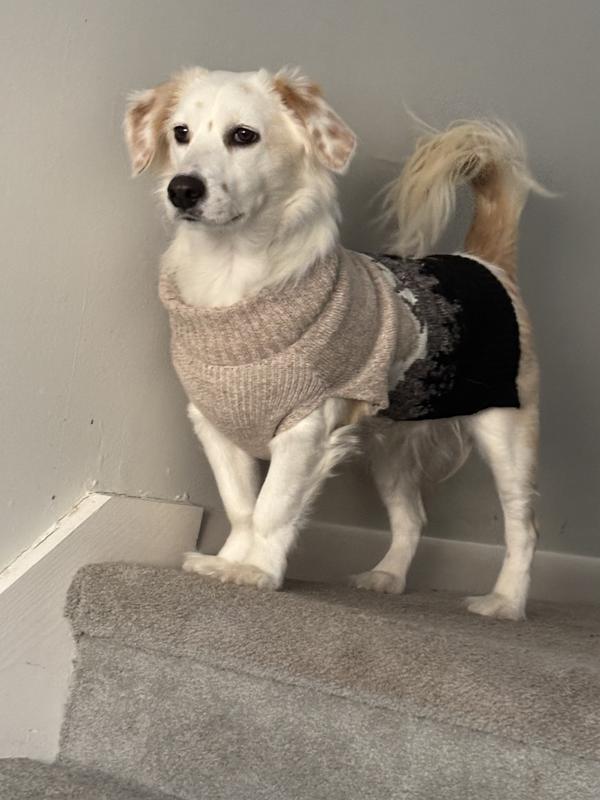 Greenies Petite Natural Original Chicken Flavor Dental Dog Treats