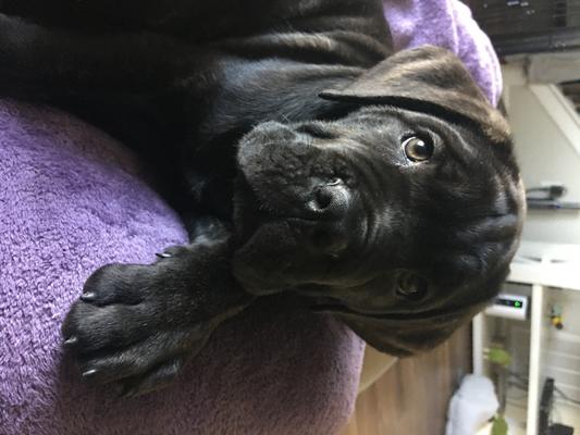 New baby Grimm