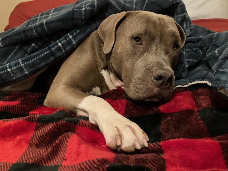 Happiest spot in one of many beds