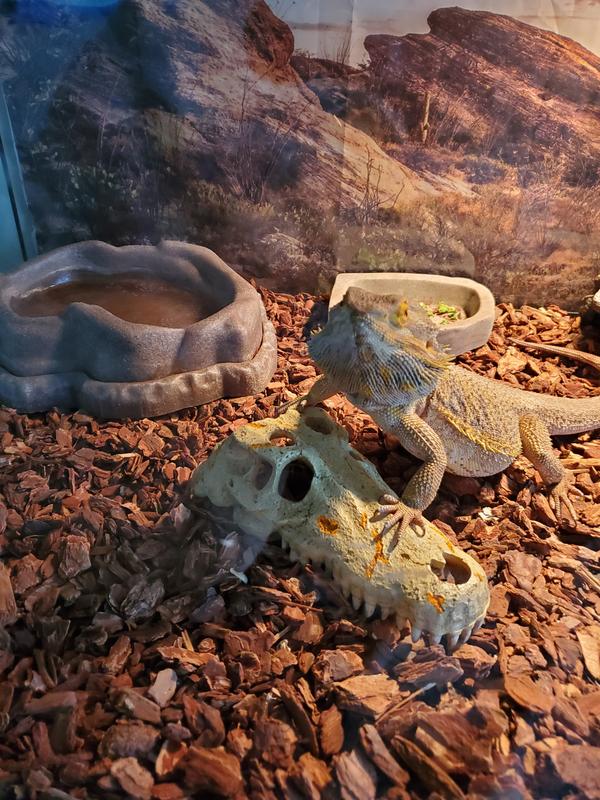 Waiting patiently for his meal worms