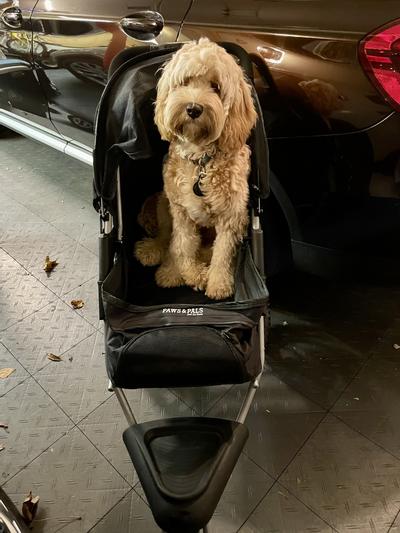 Paws and clearance pals dog stroller