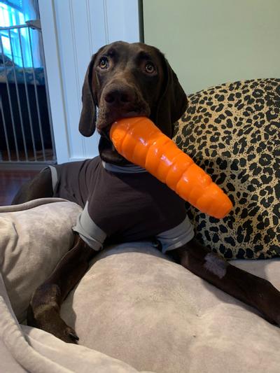 Planet dog outlet carrot