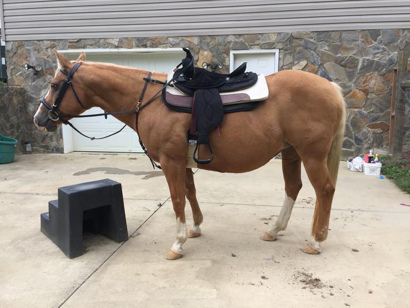 23 yr. Old Quarter Horse mare