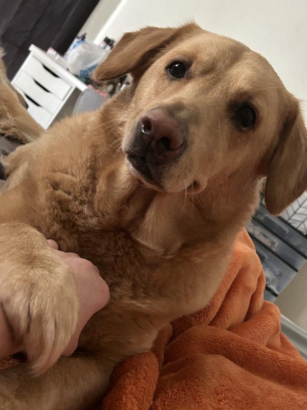 Happy pup that loves his supplements 😊