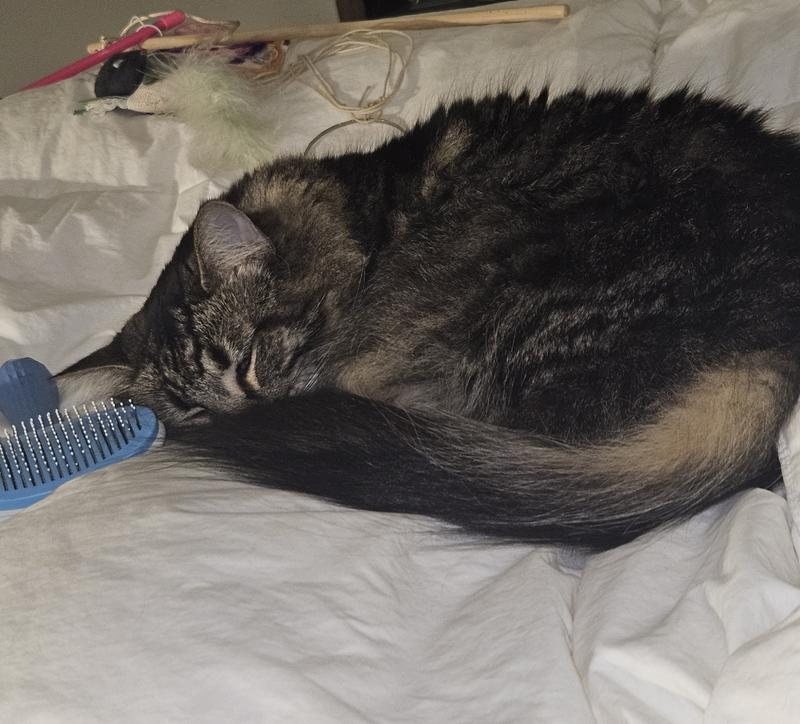 Stella the Cat getting comfortable, all 12 pounds of her.
