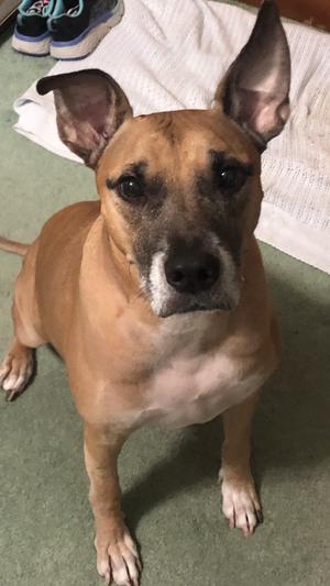 My name is Buster and I am a Black Mouth Cur.
