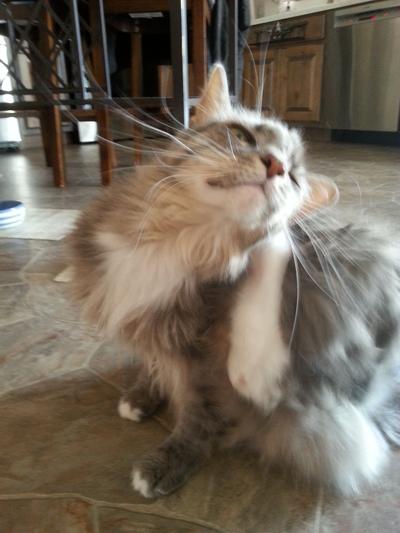 Wilma is one verrry furry gal!