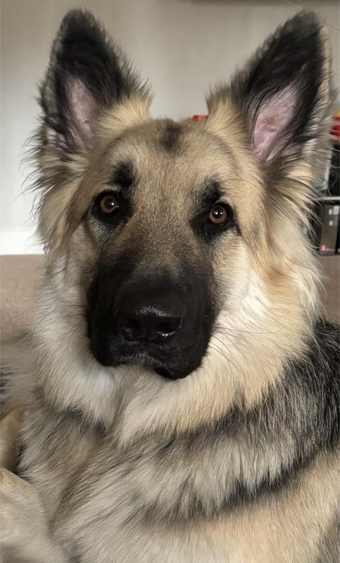Micah- kept on track with his Simparica Trio thanks to Chewy!