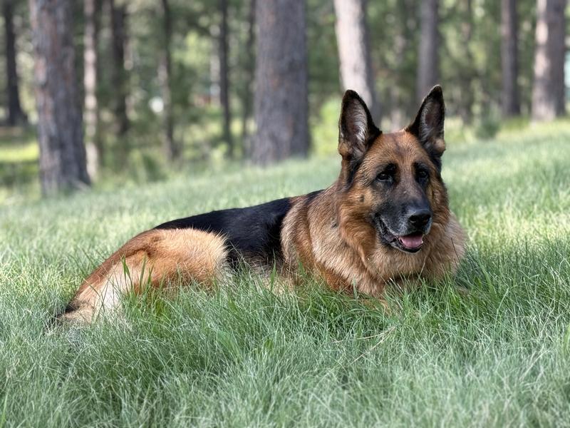 Resting after playing with her CHUCKIT ball!