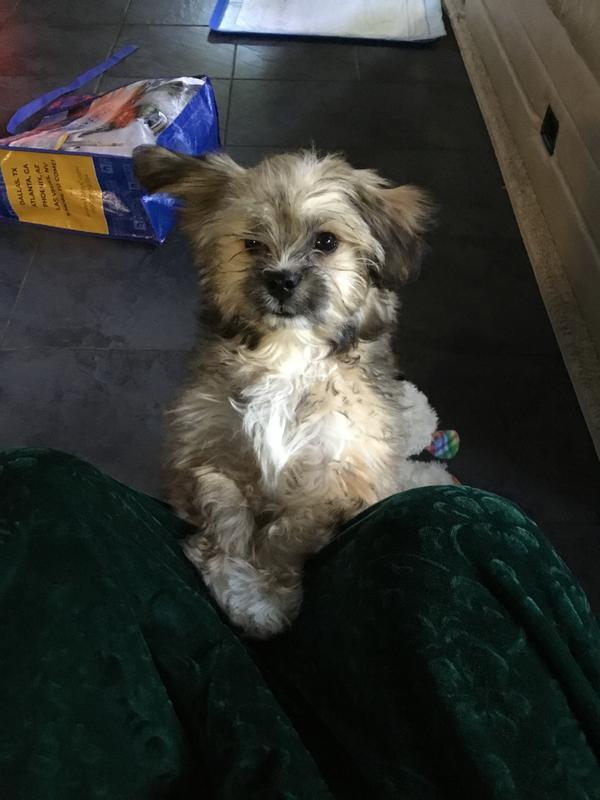 ALLABSORB Silicone Training Pad Holder