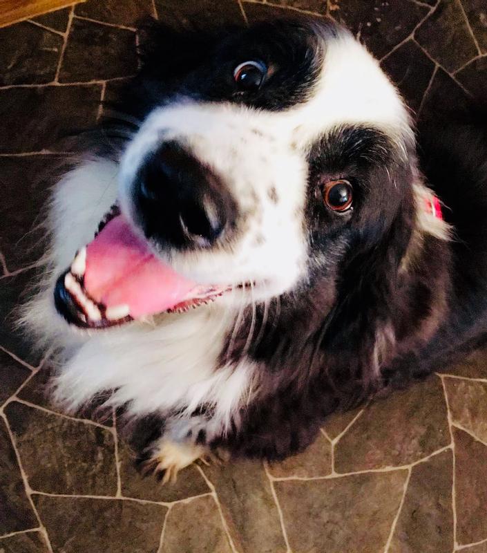 Marmalade, my 9 year Saint Bernard Springer Spaniel