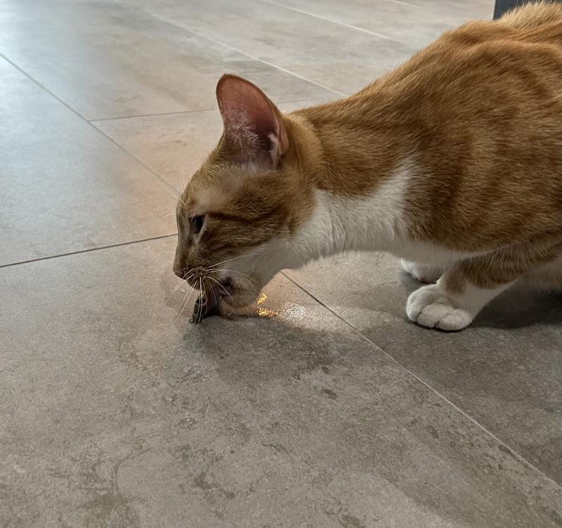 Newton loves his treat!
