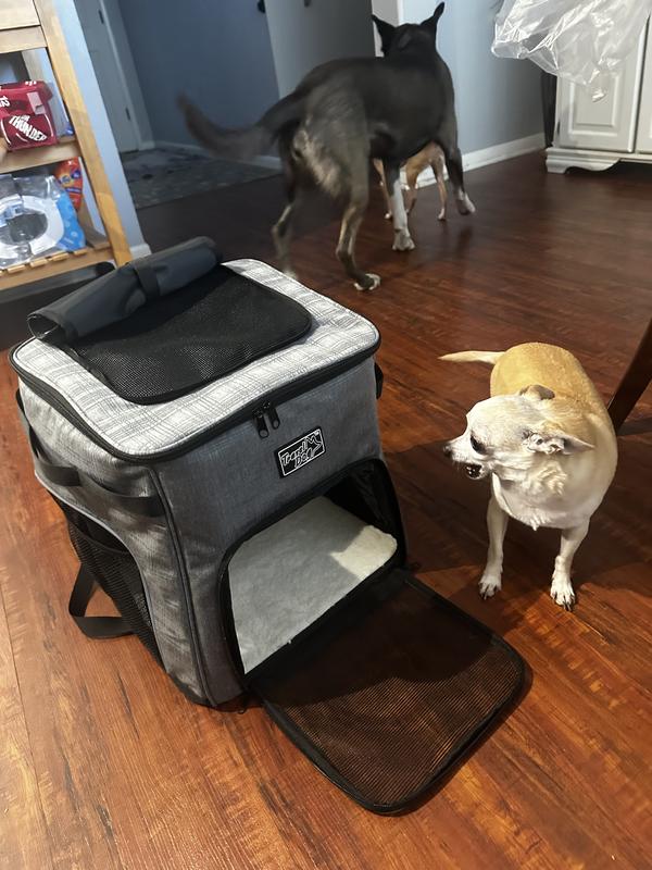 Pups checking it out!