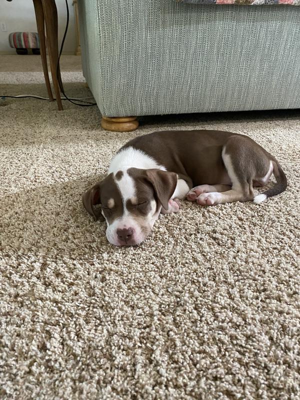 Our new rescue puppy girl, Re’za