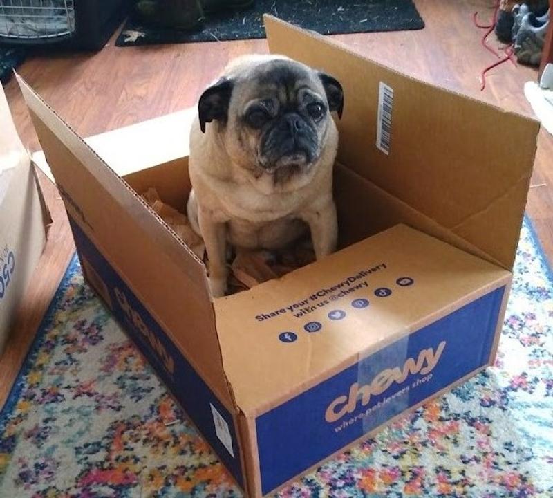 Special Delivery by Chewy