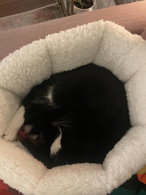 Tuxedo curled up in bed