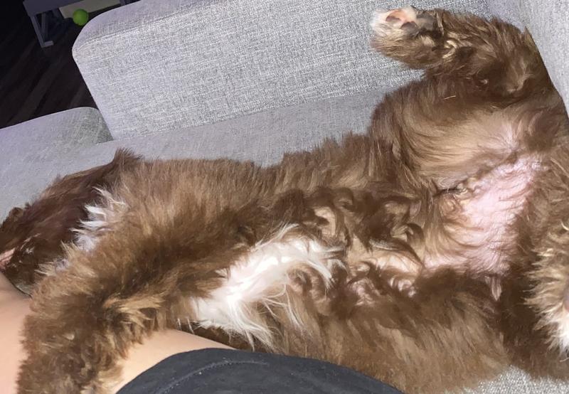 CHI Gentle 2 in1 Dog Shampoo & Conditioner, 16 oz bottle