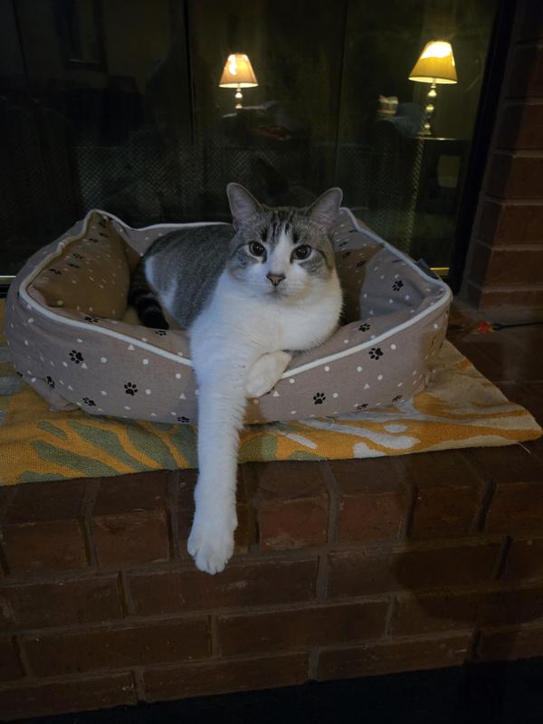 Tink lounging in his new bed