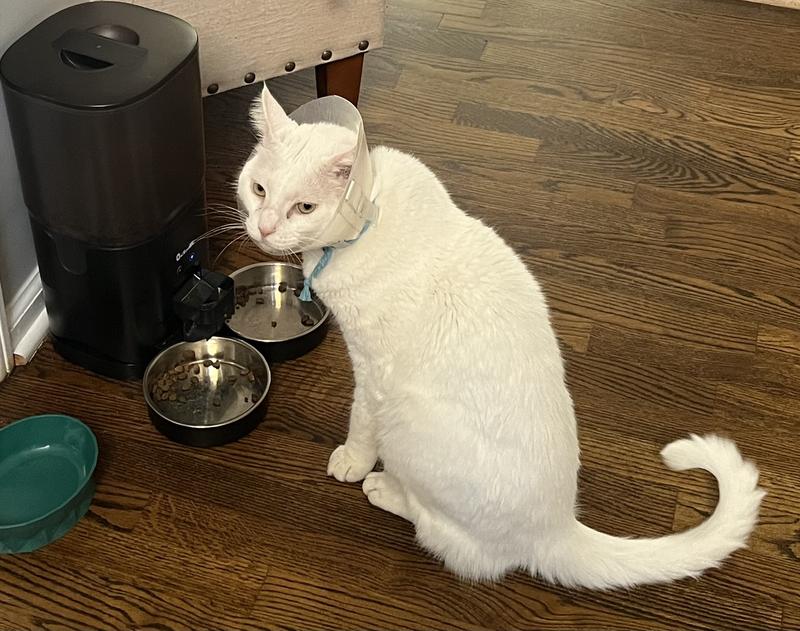 Both cats are happy now