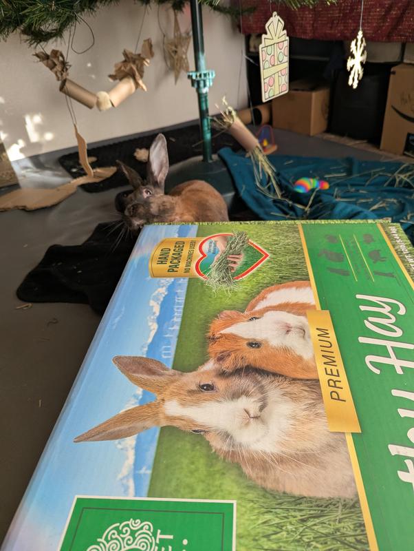 Bella checking out her new hay