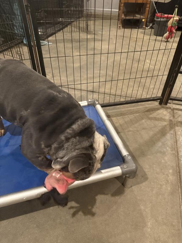 He had so much fun shaking it and squeaking!