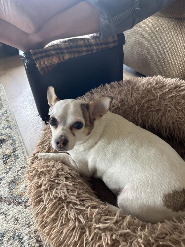 No stinky pups here!