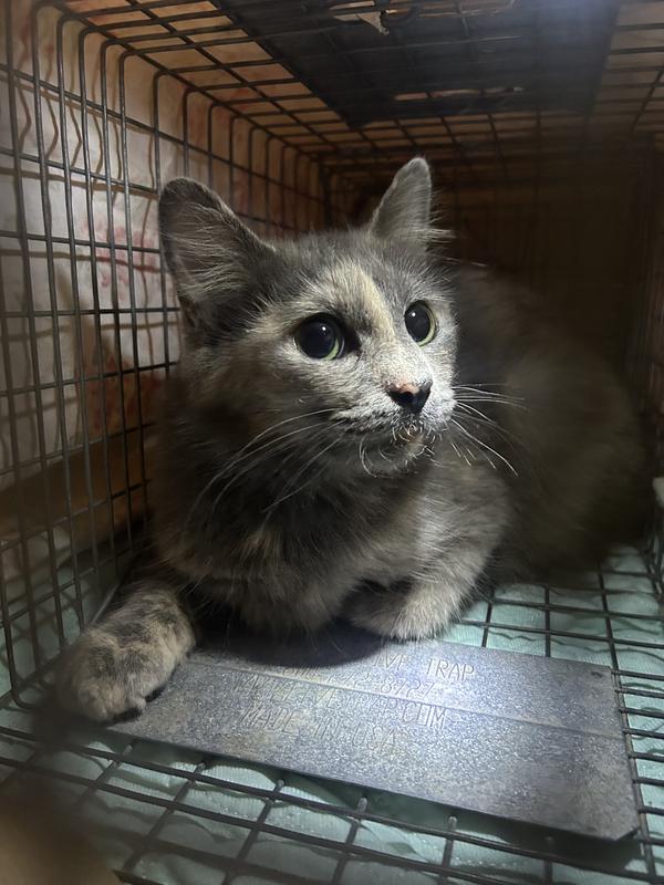 Elusive cat I’ve been trying to catch for months