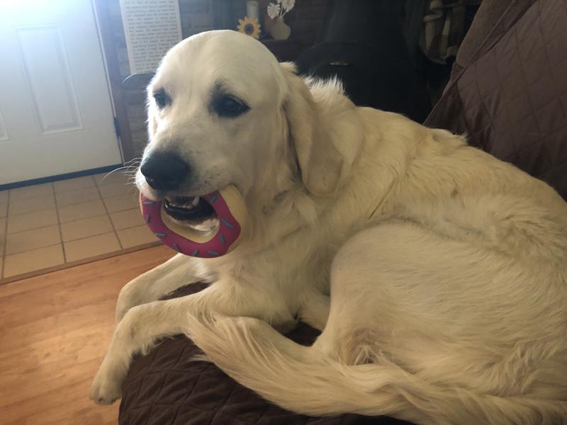 Frankie’s favorite toy!