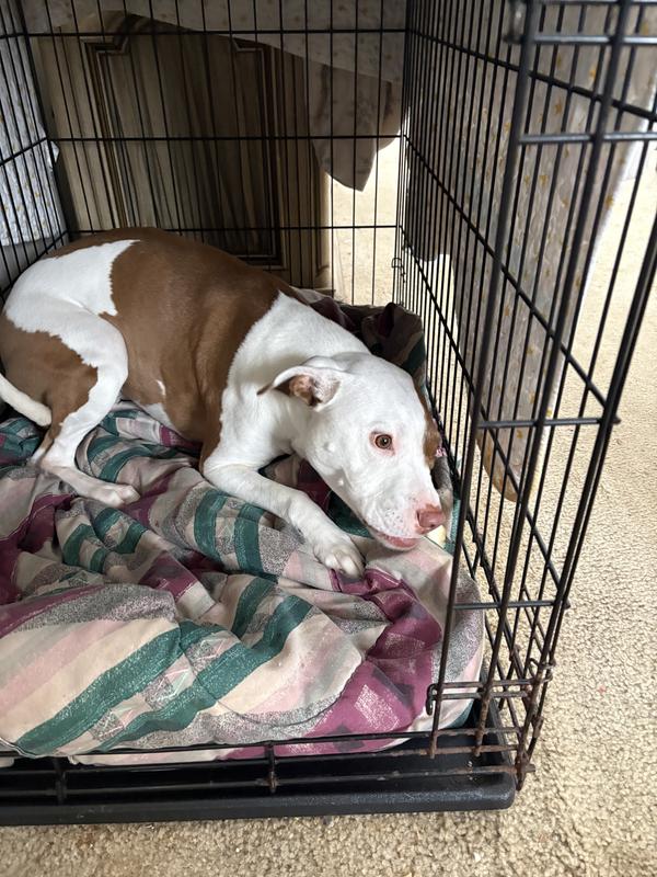 Hard to see, but she's  chewing!