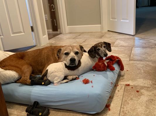 These older babies love their new senior food!