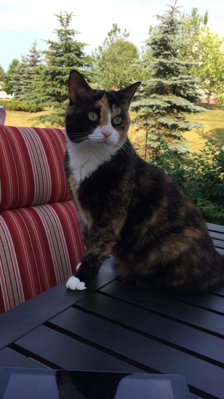 My beautiful Betsy