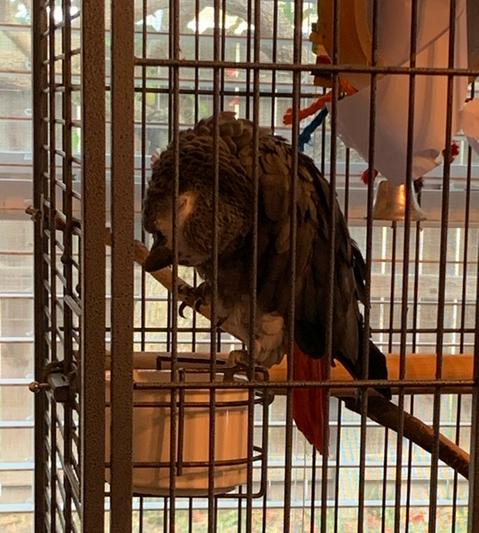 Higbee sleeping on his pellet bowel