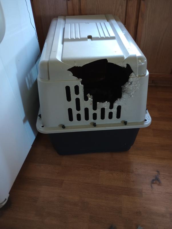 Petmate ultra vari kennel hot sale 36