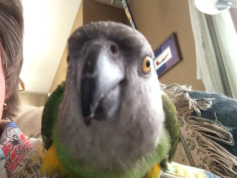 In your face, parrot style!!