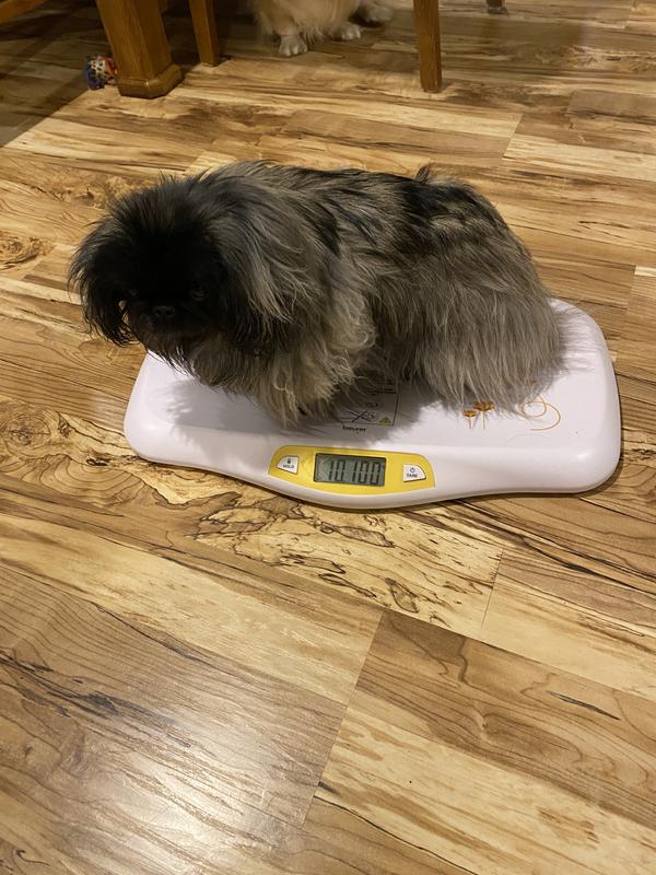 Beurer BY80 Digital Baby Scale, Infant Scale for Weighing in Pounds,  Ounces, or Kilograms up to 44 lbs with Hold Function, Pet Scale for Cats  and Dogs