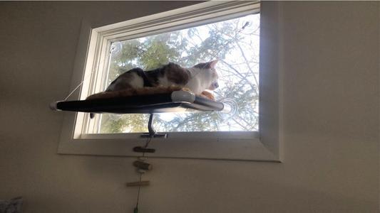 Discontinued KITTY COT Original World s Best Cat Perch Chewy