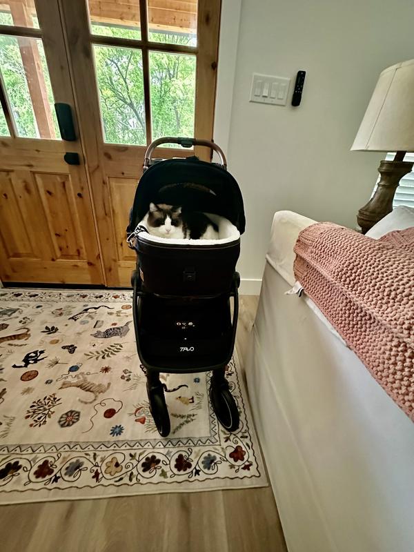 Hank loves it! He even takes his naps in it.