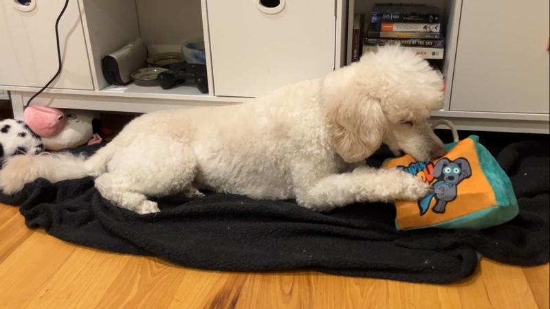 White labradoodle chews on the velcro holding the Guru Lunchbox Toy closed