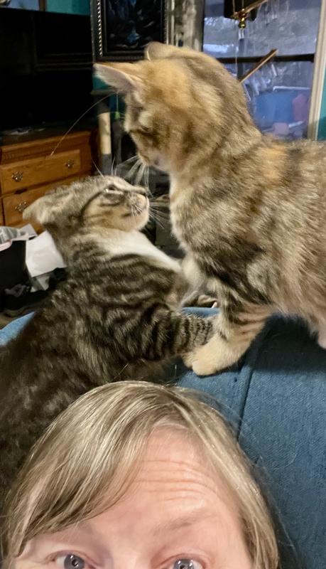 Play time wrestling on mom’s head. (Yes mom has eyes in the back of her head lol) It is Nugget’s turn to be on top but in seconds it will be TommyCat’s turn. Mom is always on the bottom😹😹