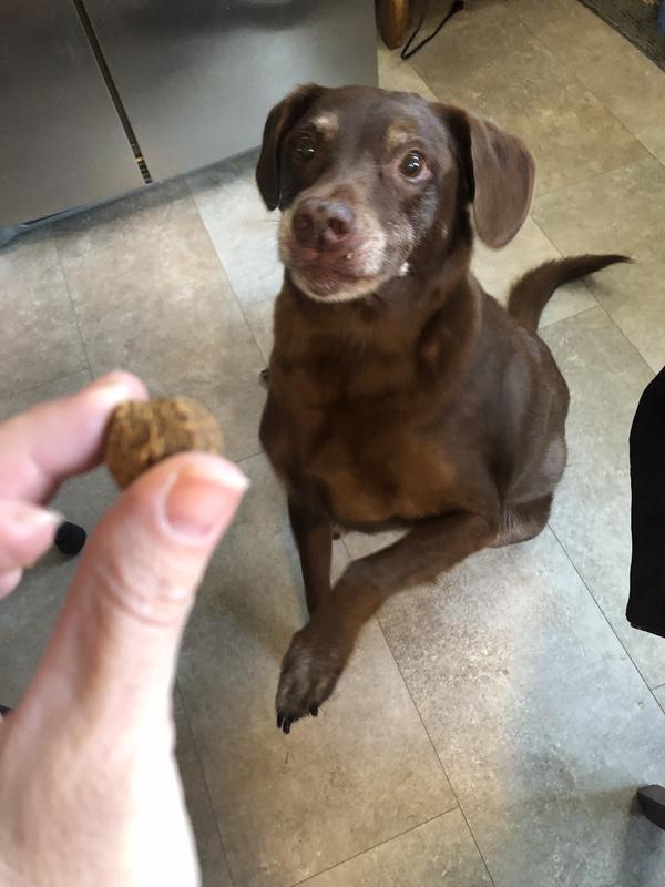 Whiskey absolutely loves these