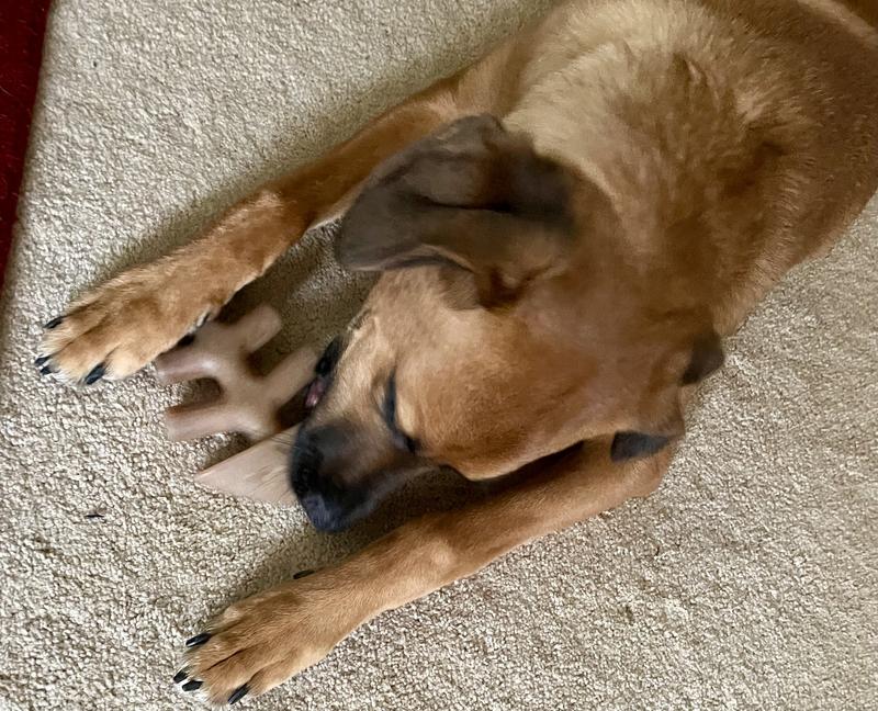His first fish Benebone!