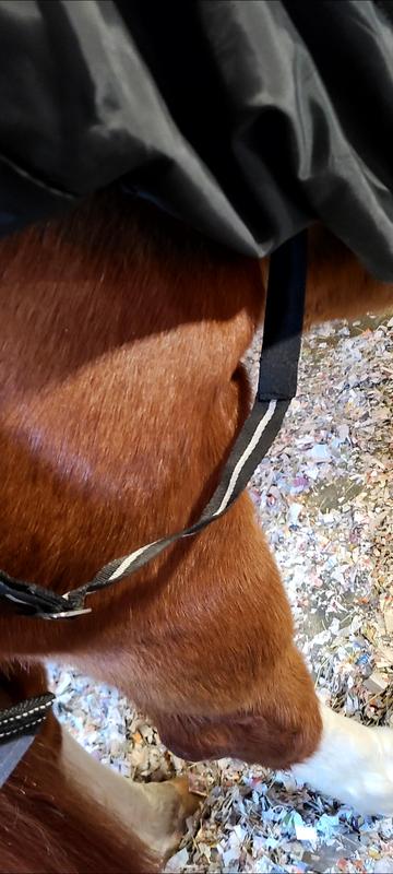 Leg strap with elastic