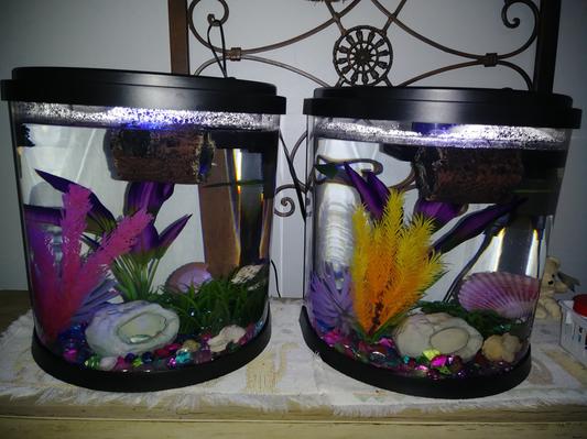 Oscar (L) and Uno (R), two of the happiest betta fish ever.