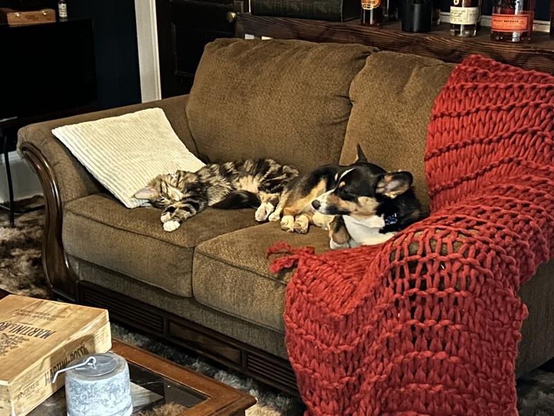 Perfect for dual training our corgi and Maine coon