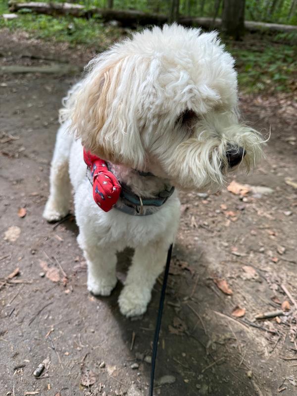 Out on a walk in the park