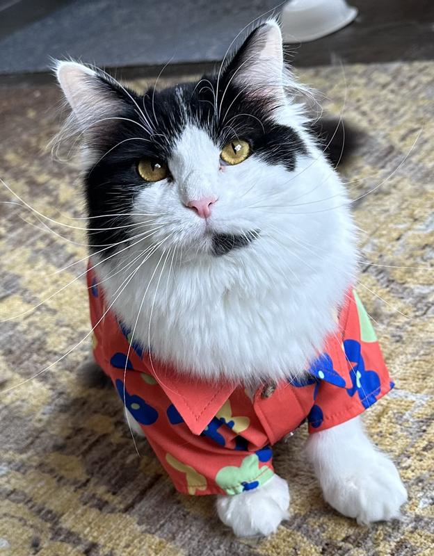 Spindle looks very handsome all dressed up