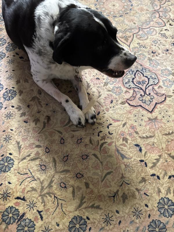 loves his better belly