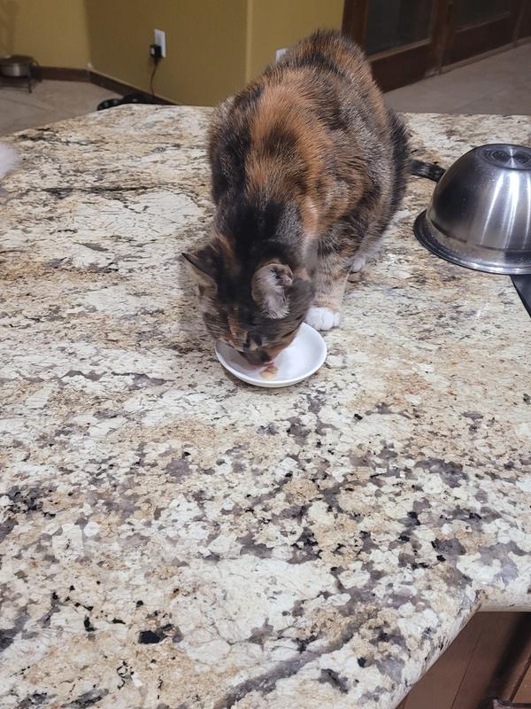 Daisy eating WellJoy Treats sprinkled on her wet food