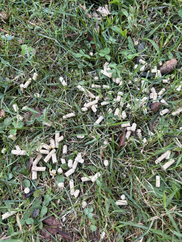 Feed on the grass